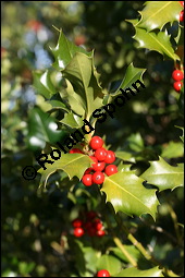 Gewöhnliche Stechpalme, Gemeine Stechpalme, Hülse, Ilex aquifolium, Aquifoliaceae, Ilex aquifolium, Gewöhnliche Stechpalme, Gemeine Stechpalme, Hülse, fruchtend Kauf von 00661ilex_aquifoliumimg_5178.jpg