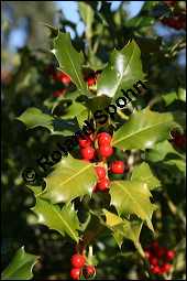 Gewöhnliche Stechpalme, Gemeine Stechpalme, Hülse, Ilex aquifolium, Aquifoliaceae, Ilex aquifolium, Gewöhnliche Stechpalme, Gemeine Stechpalme, Hülse, fruchtend Kauf von 00661ilex_aquifoliumimg_5179.jpg