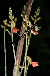 Echter Indigostrauch, Indigo, Indigofera tinctoria, Fabaceae, Indigofera tinctoria, Echter Indigostrauch, Blühend Kauf von 00664indigofera_tinctoriaimg_2699.jpg