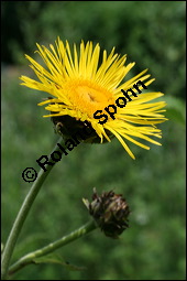 Echter Alant, Inula helenium, Asteraceae, Inula helenium, Echter Alant, Blühend Kauf von 00665inula_heleniumimg_3104.jpg
