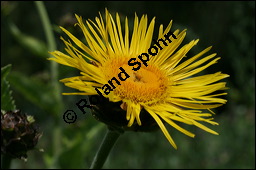 Echter Alant, Inula helenium, Asteraceae, Inula helenium, Echter Alant, Blühend Kauf von 00665inula_heleniumimg_3106.jpg