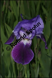 Deutsche Schwertlilie, Iris germanica, Iridaceae, Iris germanica, Deutsche Schwertlilie, Deutsche Iris, Blütenausschnitt Kauf von 00669iris_germanicaimg_6847.jpg