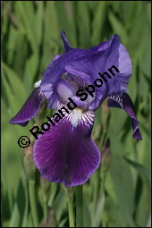 Deutsche Schwertlilie, Iris germanica, Iridaceae, Iris germanica, Deutsche Schwertlilie, Deutsche Iris, Bltenausschnitt Kauf von 00669iris_germanicaimg_6848.jpg