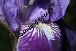 Deutsche Schwertlilie, Iris germanica, Iridaceae, Iris germanica, Deutsche Schwertlilie, Deutsche Iris, Bltenausschnitt Kauf von 00669iris_germanicaimg_6849.jpg