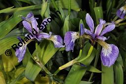 Verschiedenfarbige Schwertlilie, Iris versicolor, Iridaceae, Iris versicolor, Verschiedenfarbige Schwertlilie, Iris, Habitus blühend Kauf von 00671_iris_versicolor_dsc_0824.jpg