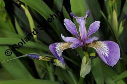 Verschiedenfarbige Schwertlilie, Iris versicolor, Iridaceae, Iris versicolor, Verschiedenfarbige Schwertlilie, Iris, Habitus blühend Kauf von 00671_iris_versicolor_dsc_0825.jpg