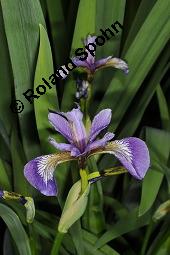 Verschiedenfarbige Schwertlilie, Iris versicolor, Iridaceae, Iris versicolor, Verschiedenfarbige Schwertlilie, Iris, Habitus blühend Kauf von 00671_iris_versicolor_dsc_0826.jpg