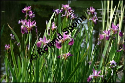 Verschiedenfarbige Schwertlilie, Iris versicolor, Iridaceae, Iris versicolor, Verschiedenfarbige Schwertlilie, Iris, Habitus blühend Kauf von 00671iris_versicolorimg_1997.jpg