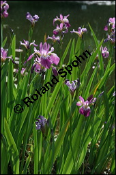 Verschiedenfarbige Schwertlilie, Iris versicolor, Iridaceae, Iris versicolor, Verschiedenfarbige Schwertlilie, Iris, Habitus blühend Kauf von 00671iris_versicolorimg_2048.jpg