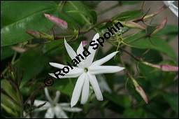 Engelsflügel-Jasmin, Jasminum nitidum, Myrtaceae, Jasminum nitidum, Engelsflügel-Jasmin, Blühend Kauf von 00672jasminum_nitidumimg_2517.jpg