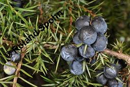 Gewöhnlicher Wacholder, Juniperus communis, Cupressaceae, Juniperus communis, Gewöhnlicher Wacholder, Heide-Wacholder, Habitus Kauf von 00675_juniperus_communis_dsc_4232.jpg