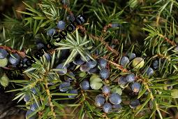 Gewöhnlicher Wacholder, Juniperus communis, Cupressaceae, Juniperus communis, Gewöhnlicher Wacholder, Heide-Wacholder, Habitus Kauf von 00675_juniperus_communis_dsc_4363.jpg