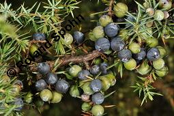 Gewhnlicher Wacholder, Juniperus communis, Cupressaceae, Juniperus communis, Gewhnlicher Wacholder, Heide-Wacholder, Habitus Kauf von 00675_juniperus_communis_dsc_4364.jpg