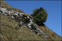 Gewöhnlicher Wacholder, Juniperus communis, Cupressaceae, Juniperus communis, Gewöhnlicher Wacholder, Heide-Wacholder, Habitus Kauf von 00675juniperus_communisimg_4464.jpg