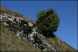 Gewöhnlicher Wacholder, Juniperus communis, Cupressaceae, Juniperus communis, Gewöhnlicher Wacholder, Heide-Wacholder, Habitus Kauf von 00675juniperus_communisimg_4465.jpg