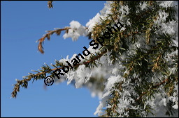 Gewöhnlicher Wacholder, Juniperus communis, Cupressaceae, Juniperus communis, Gewöhnlicher Wacholder, Heide-Wacholder, Habitus Kauf von 00675juniperus_communisimg_5109.jpg