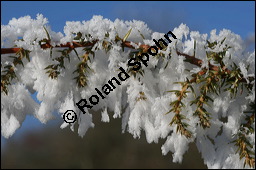 Gewöhnlicher Wacholder, Juniperus communis, Cupressaceae, Juniperus communis, Gewöhnlicher Wacholder, Heide-Wacholder, Habitus Kauf von 00675juniperus_communisimg_5110.jpg