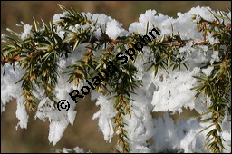 Gewöhnlicher Wacholder, Juniperus communis, Cupressaceae, Juniperus communis, Gewöhnlicher Wacholder, Heide-Wacholder, Habitus Kauf von 00675juniperus_communisimg_5112.jpg