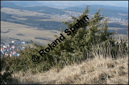 Gewöhnlicher Wacholder, Juniperus communis, Cupressaceae, Juniperus communis, Gewöhnlicher Wacholder, Heide-Wacholder, Habitus Kauf von 00675juniperus_communisimg_5175.jpg