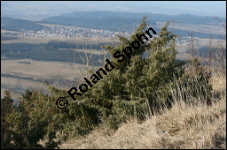 Gewöhnlicher Wacholder, Juniperus communis, Cupressaceae, Juniperus communis, Gewöhnlicher Wacholder, Heide-Wacholder, Habitus Kauf von 00675juniperus_communisimg_5176.jpg