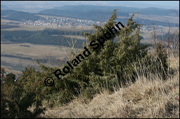 Gewöhnlicher Wacholder, Juniperus communis, Cupressaceae, Juniperus communis, Gewöhnlicher Wacholder, Heide-Wacholder, Habitus Kauf von 00675juniperus_communisimg_5177.jpg