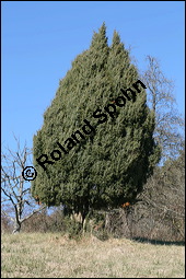 Gewöhnlicher Wacholder, Juniperus communis, Cupressaceae, Juniperus communis, Gewöhnlicher Wacholder, Heide-Wacholder, Habitus Kauf von 00675juniperus_communisimg_5201.jpg