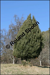 Gewöhnlicher Wacholder, Juniperus communis, Cupressaceae, Juniperus communis, Gewöhnlicher Wacholder, Heide-Wacholder, Habitus Kauf von 00675juniperus_communisimg_5202.jpg