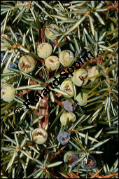 Gewöhnlicher Wacholder, Juniperus communis, Cupressaceae, Juniperus communis, Gewöhnlicher Wacholder, Heide-Wacholder, Habitus Kauf von 00675juniperus_communisimg_5203.jpg