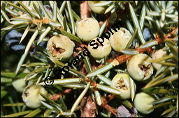 Gewöhnlicher Wacholder, Juniperus communis, Cupressaceae, Juniperus communis, Gewöhnlicher Wacholder, Heide-Wacholder, Habitus Kauf von 00675juniperus_communisimg_5204.jpg