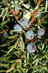 Gewöhnlicher Wacholder, Juniperus communis, Cupressaceae, Juniperus communis, Gewöhnlicher Wacholder, Heide-Wacholder, Habitus Kauf von 00675juniperus_communisimg_5205.jpg