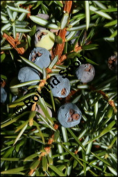 Gewöhnlicher Wacholder, Juniperus communis, Cupressaceae, Juniperus communis, Gewöhnlicher Wacholder, Heide-Wacholder, Habitus Kauf von 00675juniperus_communisimg_5206.jpg
