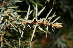 Gewöhnlicher Wacholder, Juniperus communis, Cupressaceae, Juniperus communis, Gewöhnlicher Wacholder, Heide-Wacholder, Habitus Kauf von 00675juniperus_communisimg_5208.jpg