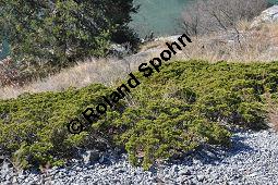 Stink-Wacholder, Sadebaum, Sefistrauch, Juniperus sabina, Cupressaceae, Juniperus sabina, Stink-Wacholder, Sadebaum, Sefistrauch, Habitat Kauf von 00676_juniperus_sabina_dsc_1183.jpg