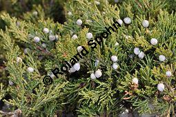 Stink-Wacholder, Sadebaum, Sefistrauch, Juniperus sabina, Cupressaceae, Juniperus sabina, Stink-Wacholder, Sadebaum, Sefistrauch, Habitat Kauf von 00676_juniperus_sabina_dsc_1193.jpg
