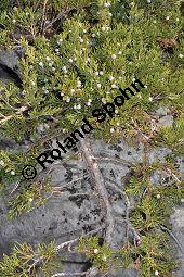 Stink-Wacholder, Sadebaum, Sefistrauch, Juniperus sabina, Cupressaceae, Juniperus sabina, Stink-Wacholder, Sadebaum, Sefistrauch, Habitat Kauf von 00676_juniperus_sabina_dsc_1197.jpg