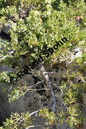 Stink-Wacholder, Sadebaum, Sefistrauch, Juniperus sabina, Cupressaceae, Juniperus sabina, Stink-Wacholder, Sadebaum, Sefistrauch, Habitat Kauf von 00676_juniperus_sabina_dsc_1198.jpg