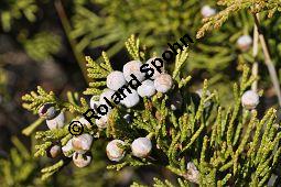 Stink-Wacholder, Sadebaum, Sefistrauch, Juniperus sabina, Cupressaceae, Juniperus sabina, Stink-Wacholder, Sadebaum, Sefistrauch, Habitat Kauf von 00676_juniperus_sabina_dsc_1219.jpg