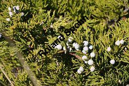 Stink-Wacholder, Sadebaum, Sefistrauch, Juniperus sabina, Cupressaceae, Juniperus sabina, Stink-Wacholder, Sadebaum, Sefistrauch, Habitat Kauf von 00676_juniperus_sabina_dsc_1220.jpg