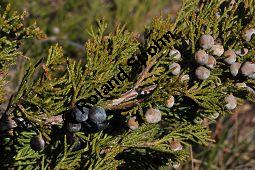 Stink-Wacholder, Sadebaum, Sefistrauch, Juniperus sabina, Cupressaceae, Juniperus sabina, Stink-Wacholder, Sadebaum, Sefistrauch, Habitat Kauf von 00676_juniperus_sabina_dsc_1259.jpg