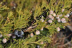 Stink-Wacholder, Sadebaum, Sefistrauch, Juniperus sabina, Cupressaceae, Juniperus sabina, Stink-Wacholder, Sadebaum, Sefistrauch, Habitat Kauf von 00676_juniperus_sabina_dsc_1260.jpg