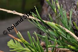 Europäische Lärche, Larix decidua, Pinaceae, Larix decidua, Larix europaea, Europäische Lärche, Habitus, Herbstfärbung Kauf von 00688_larix_decidua_dsc_2515.jpg