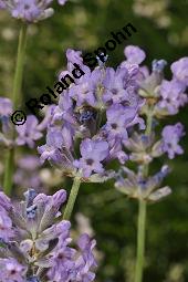 Echter Lavendel, Lavandula angustifolia, Lavandula officinalis, Lamiaceae, Lavandula angustifolia, Echter Lavendel, Blühend Kauf von 00693_lavandula_angustifolia_dsc_2178.jpg