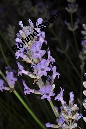 Echter Lavendel, Lavandula angustifolia, Lavandula officinalis, Lamiaceae, Lavandula angustifolia, Echter Lavendel, Blühend Kauf von 00693_lavandula_angustifolia_dsc_2377.jpg