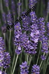 Echter Lavendel, Lavandula angustifolia, Lavandula officinalis, Lamiaceae, Lavandula angustifolia, Echter Lavendel, Blühend Kauf von 00693_lavandula_angustifolia_dsc_4781.jpg