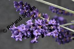 Echter Lavendel, Lavandula angustifolia, Lavandula officinalis, Lamiaceae, Lavandula angustifolia, Echter Lavendel, Blühend Kauf von 00693_lavandula_angustifolia_dsc_4783.jpg