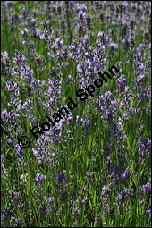 Echter Lavendel, Lavandula angustifolia, Lavandula officinalis, Lamiaceae, Lavandula angustifolia, Echter Lavendel, Blühend Kauf von 00693lavandula_angustifoliaimg_8538.jpg