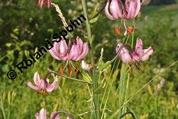 Türkenbund-Lilie, Lilium martagon, Liliaceae, Lilium martagon, Türkenbund-Lilie, Blatt Kauf von 00705_lilium_martagon_dsc_4670.jpg