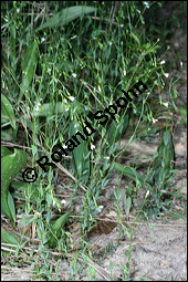 Purgier-Lein, Linum catharticum, Linaceae, Linum catharticum, Purgier-Lein, Blühend Kauf von 00709linum_catharticumimg_2425.jpg