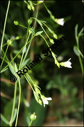 Purgier-Lein, Linum catharticum, Linaceae, Linum catharticum, Purgier-Lein, Blühend Kauf von 00709linum_catharticumimg_2426.jpg