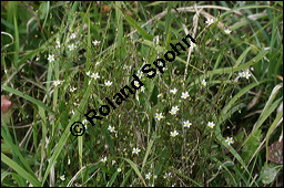 Purgier-Lein, Linum catharticum, Linaceae, Linum catharticum, Purgier-Lein, Blühend Kauf von 00709linum_catharticumimg_4381.jpg